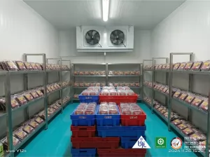Blast Freezer Room: Membekukan Cacing Darah Beku untuk Pakan Ikan